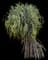 New Zealand Flax (Phormium tenax) — design image 16