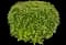 Laurustinus Viburnum — design image 8
