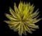 McKelvey's century plant — design image 1