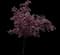Crabapple Tree — design image 11