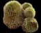 Golden Barrel Cactus — design image 6