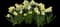 Poet's Daffodil — design image 4