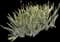 Dutch Iris — design image 3