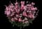 Steffi™ Blush Pink Improved Gaura lindheimeri — design image 1