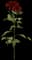 Red Dahlia — design image 1