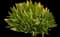 Tapertip liveforever — design image 1