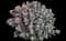 Night Embers™ Upright Autumn Stonecrop — design image 1