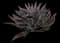 Art & Sol™ Thunderbird Mangave — design image 3