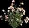 Rosa David Austin 'Roald Dahl' — design image 5
