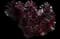 Tree Aeonium — design image 16