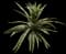 Elite Gold Pineapple — design image 1