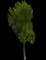 Norway Maple Tree — design image 3