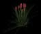 Red Hot Poker (Kniphofia) — design image 3
