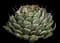 Butterfly Agave — design image 3