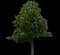 Horse Chestnut Tree — design image 2