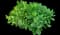 Showy stonecrop — design image 9
