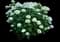 Incrediball Smooth Hydrangea — design image 1