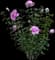 Rosa Radgor Peachy Knock Out — design image 6