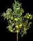 Nagami Kumquat Tree — design image 1