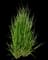 Feather Reed Grass — design image 12