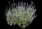 French Lavender — design image 4