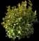 Chinese Photinia — design image 5