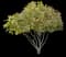 Saucer Magnolia Tree — design image 17