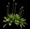 Flowering Onion — design image 5