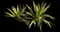 Giant Cabuya — design image 3