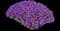 Cascade Purple Rockcress — design image 8
