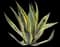 Marginata Agave Plant — design image 3