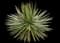 Thread-leaf Agave — design image 1