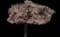 Flowering Cherry Tree (Prunus serrulata) — design image 6