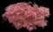 Japanese Maple Tree — design image 17