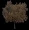Bur Oak — design image 1