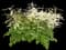 Chantilly Lace Goatsbeard — design image 1
