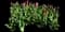 Garden Tulips — design image 6