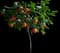 EasyPeel Clementine Tree — design image 1