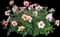 Ringo All-Star™ Rose — design image 1