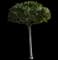 Indian Hawthorn (Rhaphiolepis indica) — design image 4