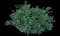 Ivory Halo® Variegated Dogwood — design image 8