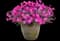 'Paint the Town Fuchsia' Pinks - Dianthus — design image 3