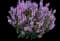 Woodland Sage — design image 15