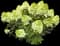 Limelight Prime® Panicle Hydrangea — design image 1