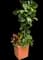 Fiddle-Leaf Fig Tree — design image 4