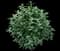 Butterfly Bush — design image 9