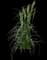 Feather Reed Grass — design image 13