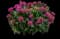 Pardon My Pink™ Bee Balm — design image 1