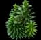 Lily — design image 1
