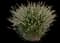 Hush Puppy™ - Dwarf Fountain Grass — design image 4